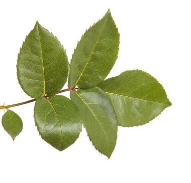 Yeşil yaprak gül bush ile. Beyaz arka plan üzerinde izole