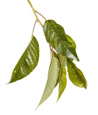 Kiraz ağacı yapraklarının dal. Beyaz adam izole