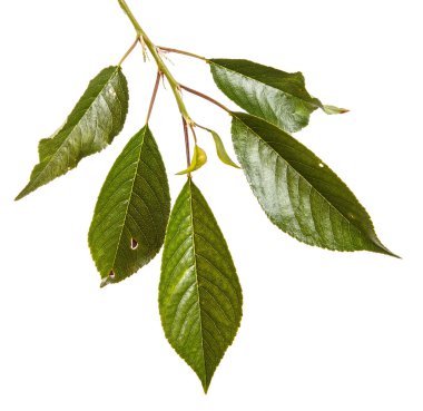 Kiraz ağacı yapraklarının dal. Beyaz adam izole