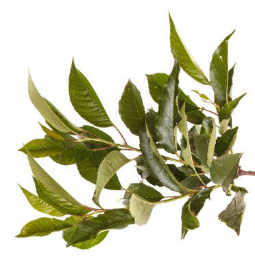 Kiraz ağacı yapraklarının dal. Beyaz adam izole