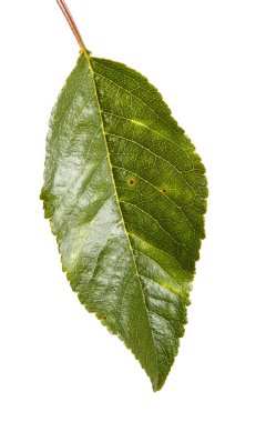 Kiraz ağacı yapraklarının dal. Beyaz adam izole