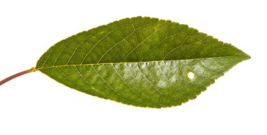 Kiraz ağacı yapraklarının dal. Beyaz adam izole