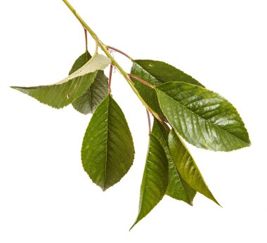 Kiraz ağacı yapraklarının dal. Beyaz adam izole