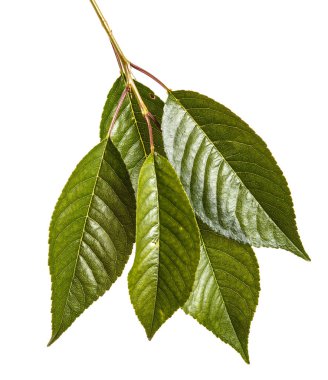 Kiraz ağacı yapraklarının dal. Beyaz adam izole