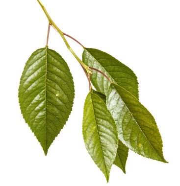 Kiraz ağacı yapraklarının dal. Beyaz adam izole