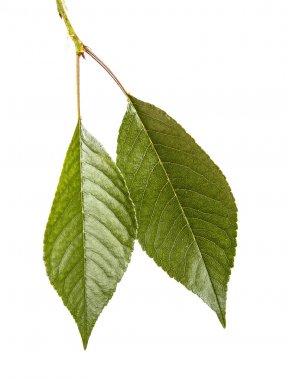 Kiraz ağacı yapraklarının dal. Beyaz adam izole