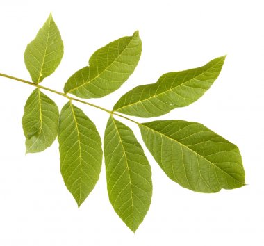 ceviz yaprakları beyaz arkaplanda izole