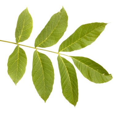 ceviz yaprakları beyaz arkaplanda izole