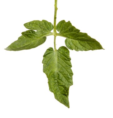 Yeşil yaprak bir domates Bush. Beyaz arka plan üzerinde izole