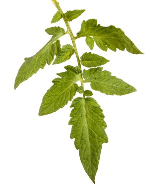 Yeşil yaprak bir domates Bush. Beyaz arka plan üzerinde izole