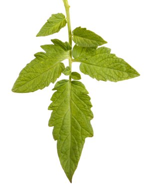 Yeşil yaprak bir domates Bush. Beyaz arka plan üzerinde izole