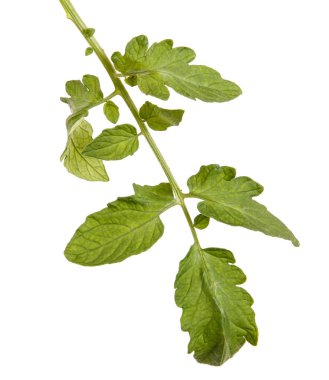 Yeşil yaprak bir domates Bush. Beyaz arka plan üzerinde izole