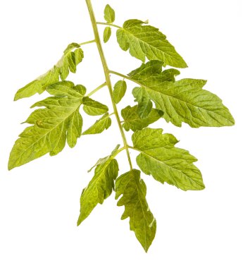 Yeşil yaprak bir domates Bush. Beyaz arka plan üzerinde izole