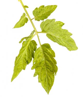 Yeşil yaprak bir domates Bush. Beyaz arka plan üzerinde izole