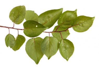 Kayısı ağacı dalı. Beyaz arka plan üzerinde izole