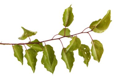 Kayısı ağacı dalı. Beyaz arka plan üzerinde izole