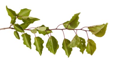 Kayısı ağacı dalı. Beyaz arka plan üzerinde izole