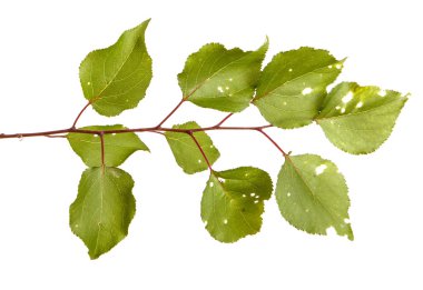 Kayısı ağacı dalı. Beyaz arka plan üzerinde izole