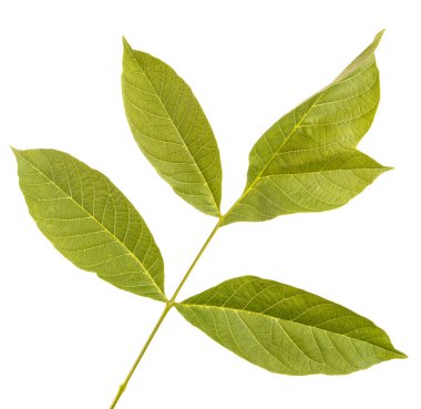 ceviz yaprakları beyaz arkaplanda izole