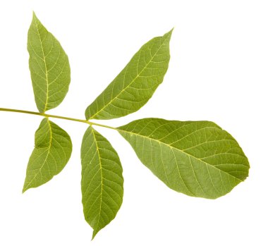 ceviz yaprakları beyaz arkaplanda izole