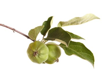 Olgunlaşmamış elma ile elma ağacının dalını. Beyaz backg izole