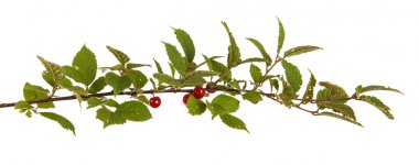 Çin kiraz Şubesi. Beyaz arka plan üzerinde izole