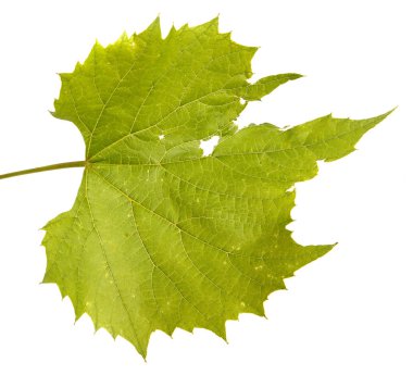 Üzüm asma yaprakları. Beyaz arka plan üzerinde izole