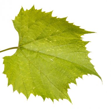 Üzüm asma yaprakları. Beyaz arka plan üzerinde izole
