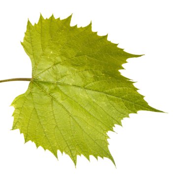 Üzüm asma yaprakları. Beyaz arka plan üzerinde izole