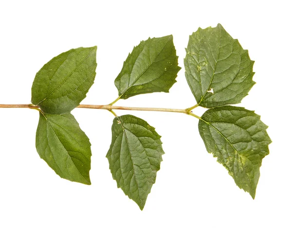 Gren av en Jasmin buske med gröna blad. Isolerad på vit ba — Stockfoto