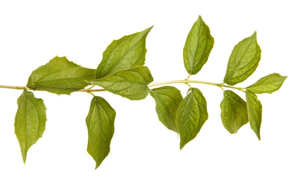 Gren av en Jasmin buske med gröna blad. Isolerad på vit ba — Stockfoto