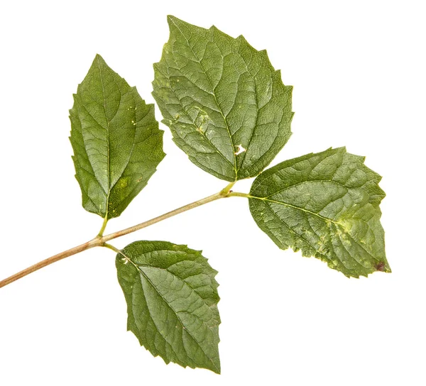 A jázmin zöld levelek bokor ága. Elszigetelt fehér ba — Stock Fotó