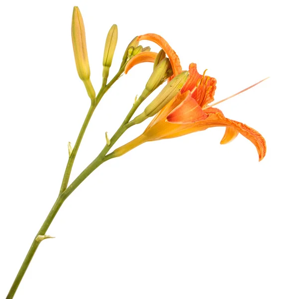 Flower bud denivka. Izolované na bílém pozadí — Stock fotografie