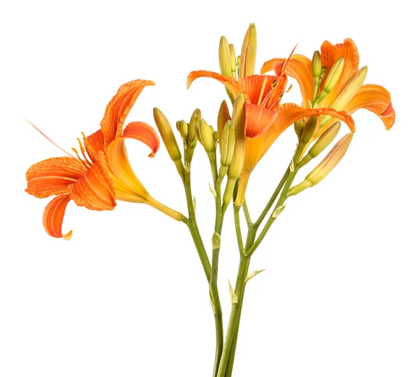 Pączek kwiatu liliowca. Na białym tle — Zdjęcie stockowe