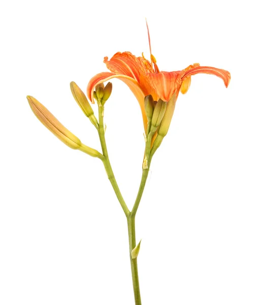 Λουλούδι οφθαλμός της daylily. Απομονωμένα σε λευκό φόντο — Φωτογραφία Αρχείου