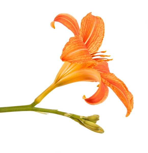 Pączek kwiatu liliowca. Na białym tle — Zdjęcie stockowe