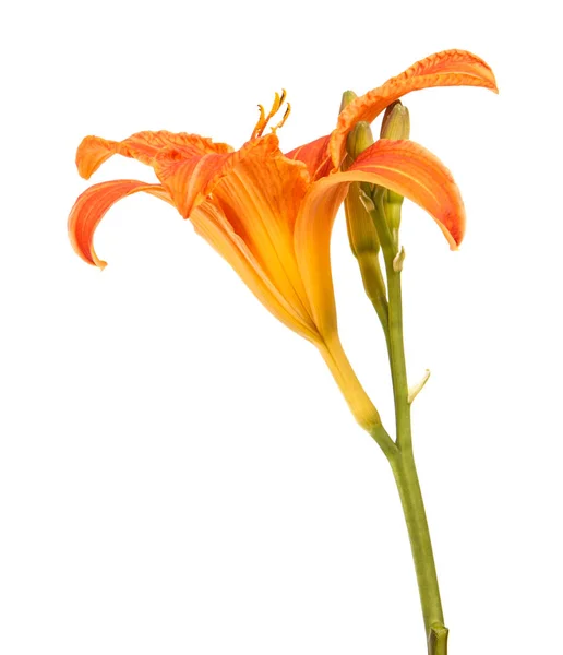 Bourgeon de fleur du lis du jour. Isolé sur fond blanc — Photo