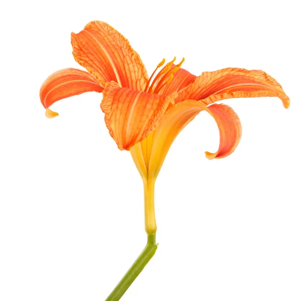 Λουλούδι οφθαλμός της daylily. Απομονωμένα σε λευκό φόντο — Φωτογραφία Αρχείου