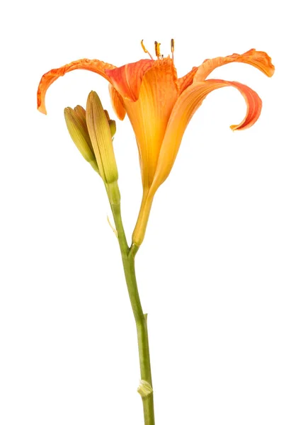 Bunga tunas dari daylily tersebut. Terisolasi pada latar belakang putih — Stok Foto