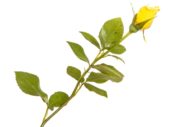 तने पर एक पीला गुलाब का कली। सफेद पृष्ठभूमि पर अलग — स्टॉक फ़ोटो, इमेज
