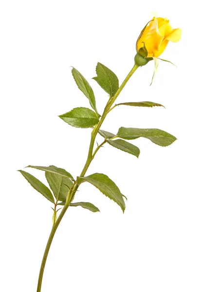 Żółta róża pączek na łodydze. Na białym tle — Zdjęcie stockowe