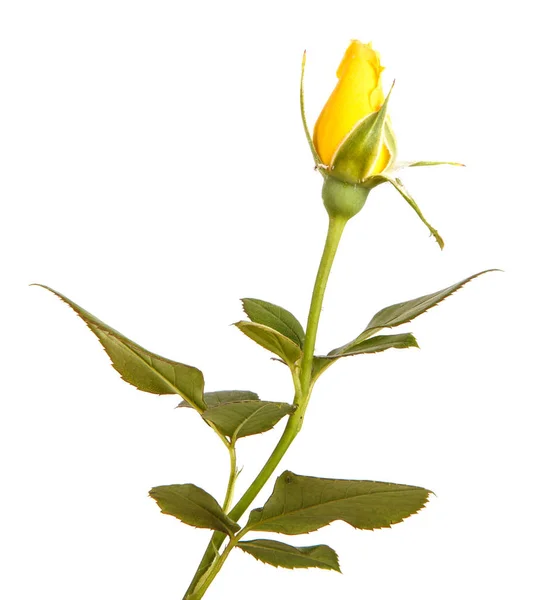 A yellow rose bud on the stem. Isolated on white background — Stock Photo, Image