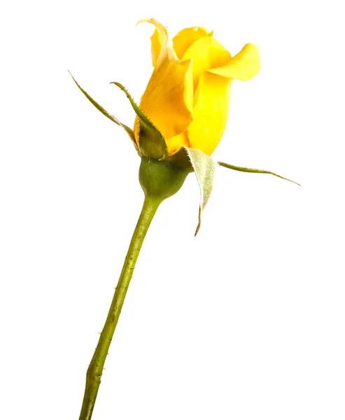Un bouton de rose jaune sur la tige. Isolé sur fond blanc — Photo