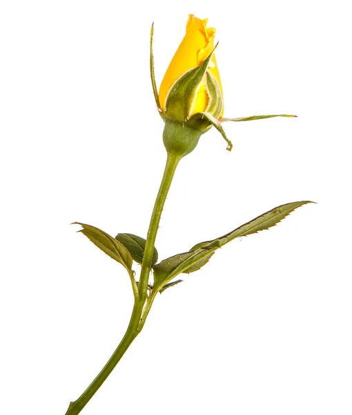 Жовтий бутон троянд на стеблі. Ізольовані на білому тлі — стокове фото
