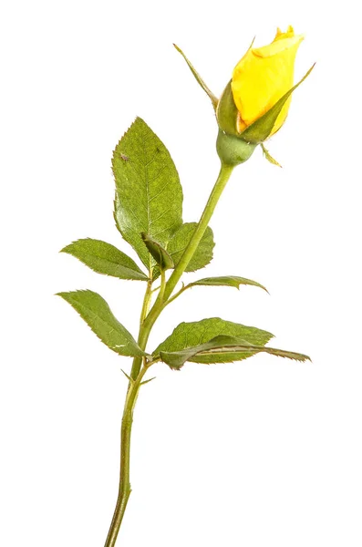 Żółta róża pączek na łodydze. Na białym tle — Zdjęcie stockowe