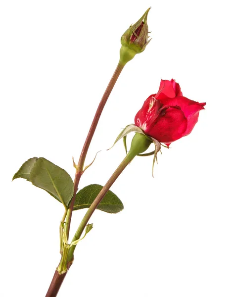 एक स्टेम पर एक लाल कली का युवा गुलाब। सफेद पृष्ठभूमि पर अलग — स्टॉक फ़ोटो, इमेज