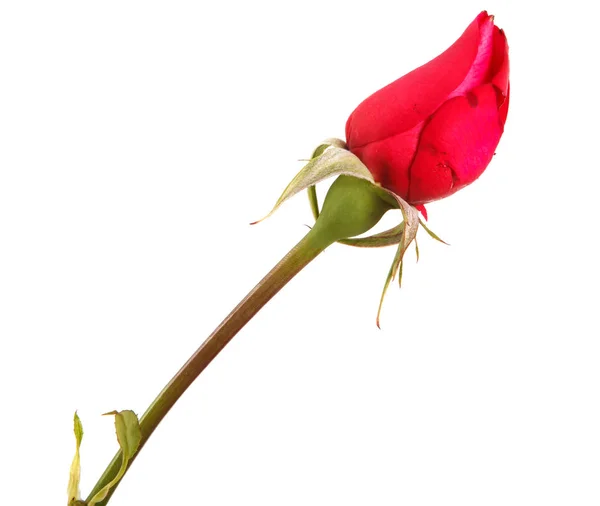Młody pączek czerwona róża na pniu. Na białym tle — Zdjęcie stockowe