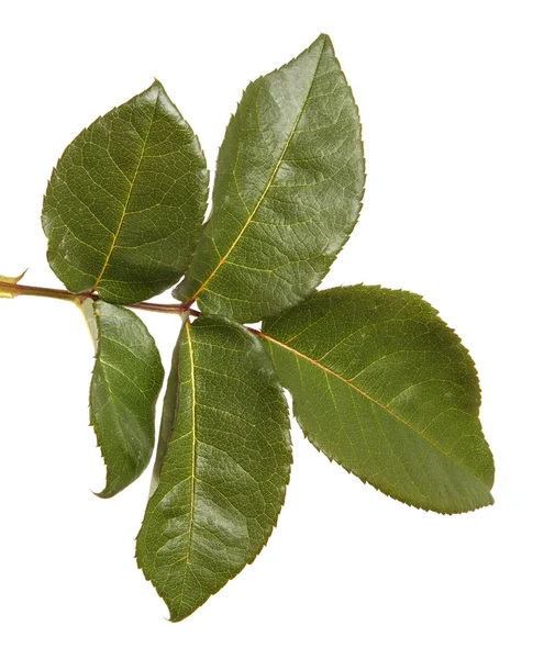 Πράσινο φύλλο με ροδαλό θάμνο. Απομονωμένα σε λευκό φόντο — Φωτογραφία Αρχείου