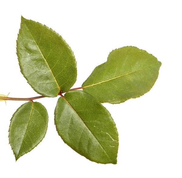 Zelený list s růže bush. Izolované na bílém pozadí — Stock fotografie