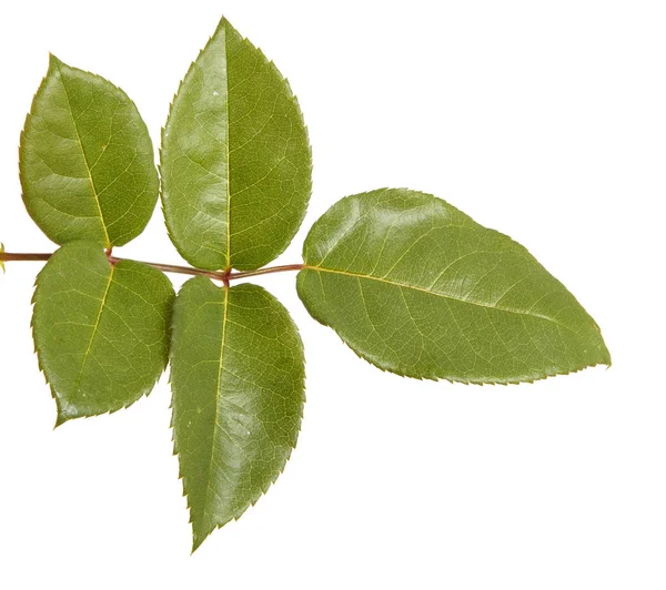 Folha verde com arbusto rosa. Isolado sobre fundo branco — Fotografia de Stock